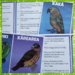 Native-Birds-Guess-the-Birds-Cards-3