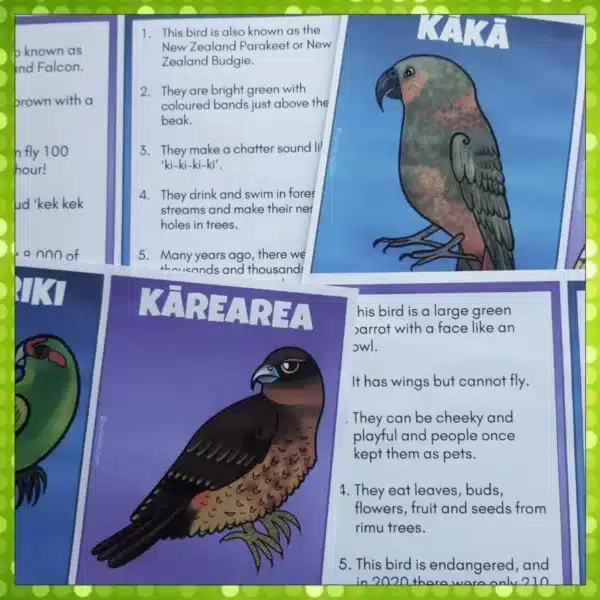 Native-Birds-Guess-the-Birds-Cards-3 Native-Birds-Guess-the-Birds-Cards-3