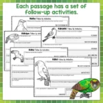 New-Zealand-Native-Birds-b