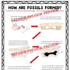 Palaeontology fossil formation and dig C