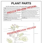 Plant readings B